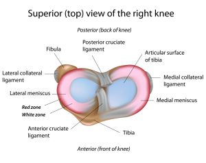 knee pain anatomy crossfit