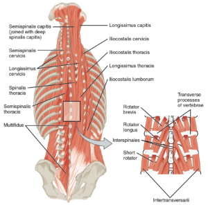 lower back muscles