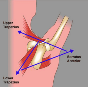 scapula movement 
